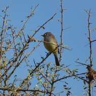 Image of Straneck's Tyrannulet