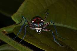 Imagem de Cicindela (Cosmodela) aurulenta Fabricius 1801