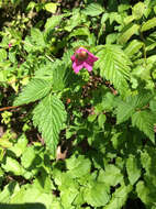 Image of salmonberry