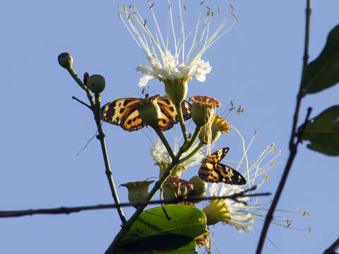 Imagem de Tithorea harmonia pseudethra Butler 1873