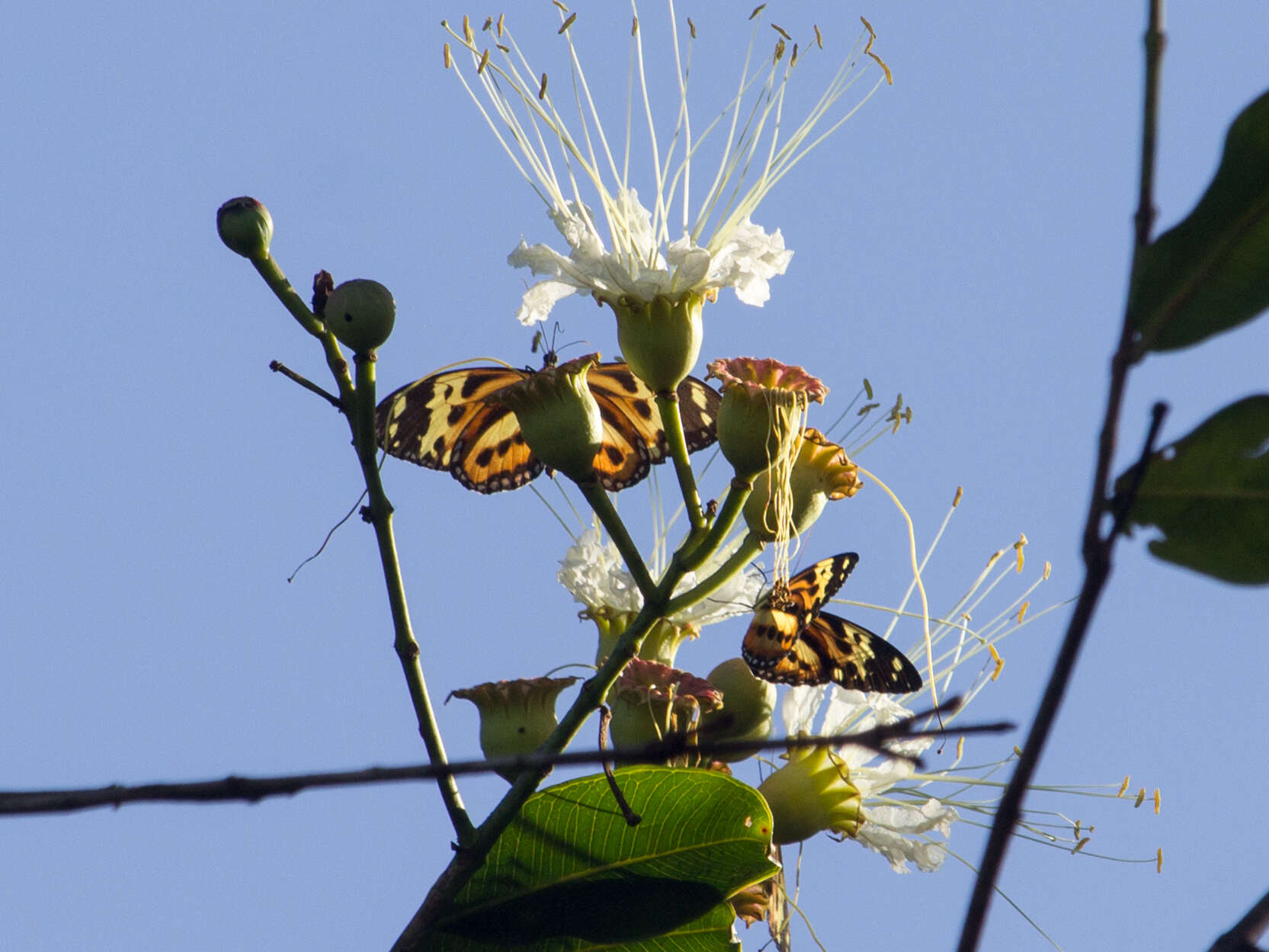 Image of Tithorea harmonia pseudethra Butler 1873