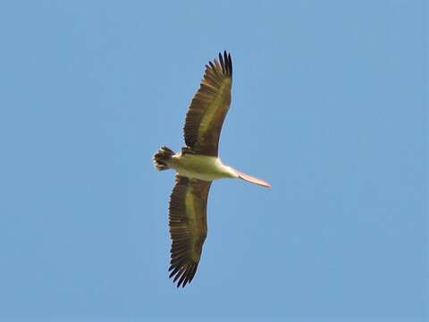 صورة Pelecanus philippensis Gmelin & JF 1789