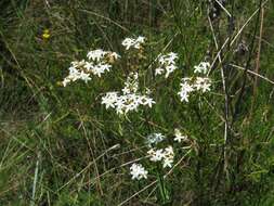 Sabatia macrophylla Hook. resmi