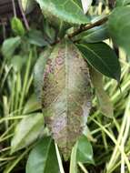 Image of Phyllosticta camelliae Westend. 1867