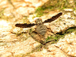 Image of Callopistromyia strigula (Loew 1873)