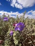 Imagem de Eremophila rotundifolia F. Muell.