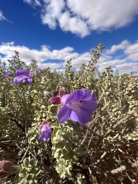 Image de Eremophila rotundifolia F. Muell.