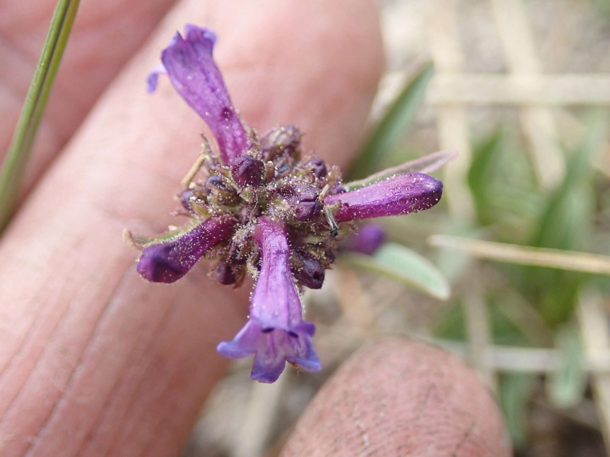 Image of Penstemon heterodoxus var. heterodoxus