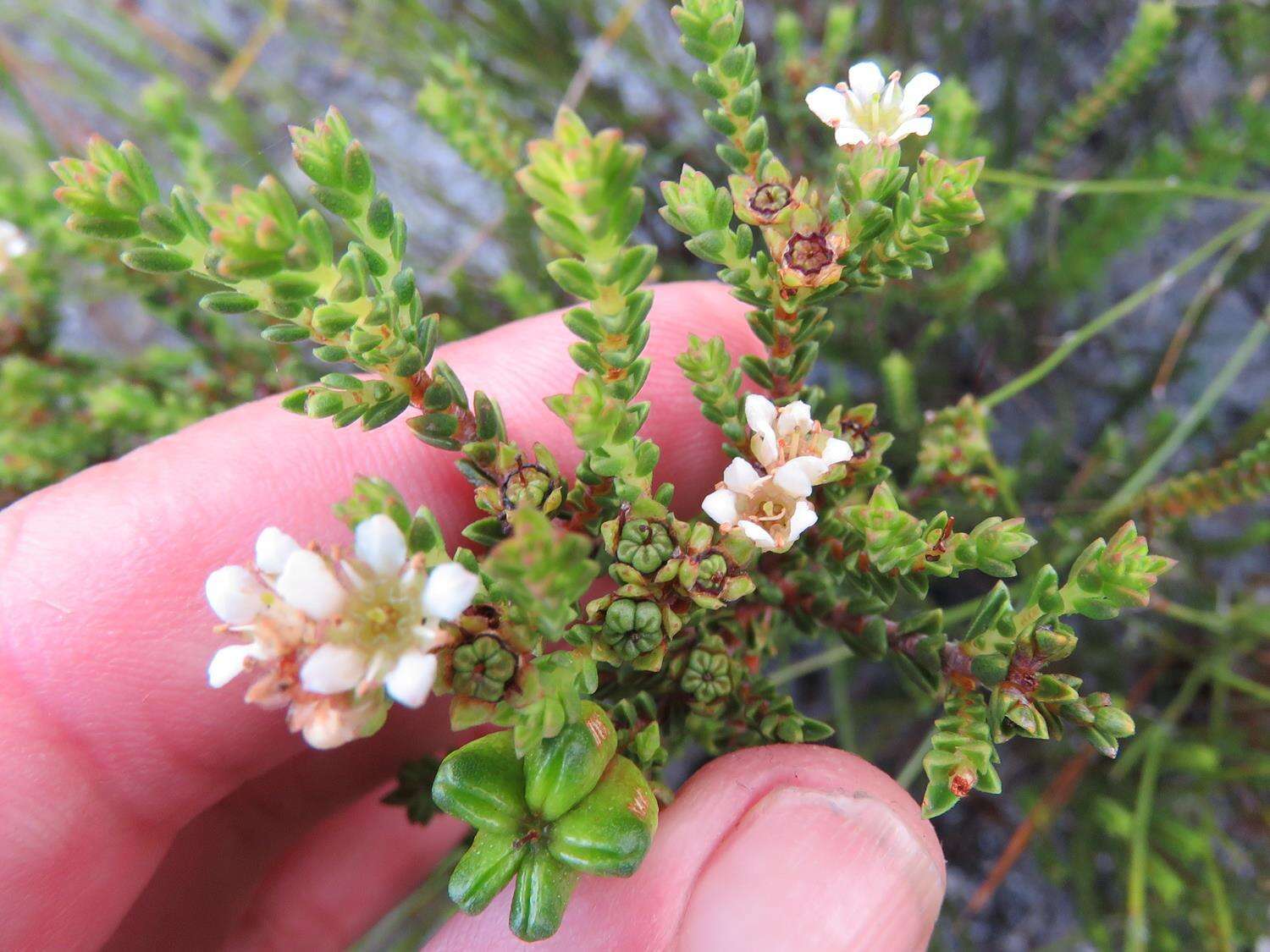 Image of Diosma oppositifolia L.