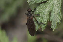 Imagem de Empis borealis Linnaeus 1758