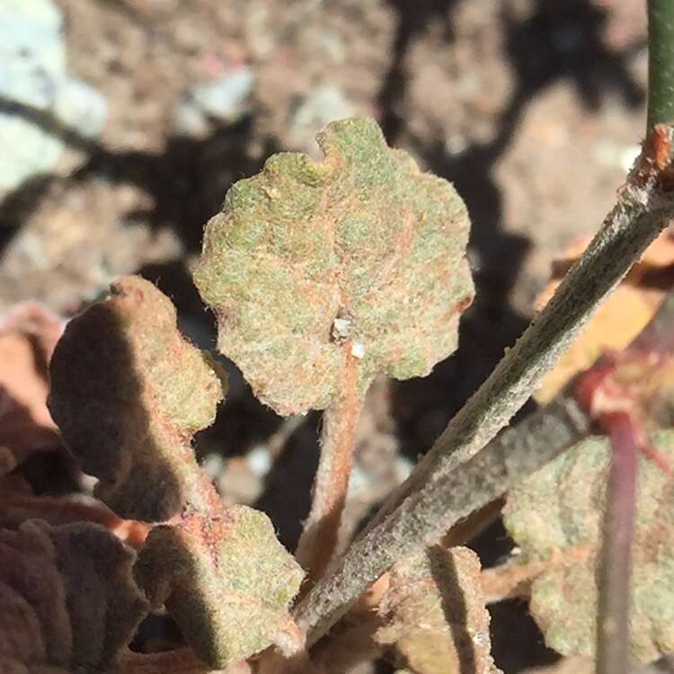 Image of goldencarpet buckwheat