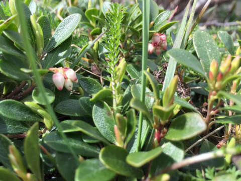 Image of bearberry