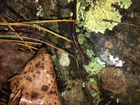 Image of Ozark Zigzag Salamander