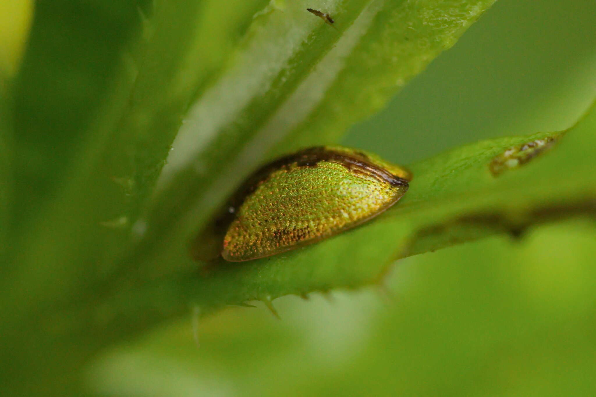 Imagem de Cassida (Cassida) vibex Linnaeus 1767