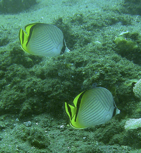 Image of Butterfly fish