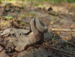 Imagem de Helvella ephippium Lév. 1841