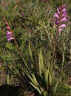 Image of Watsonia amatolae Goldblatt