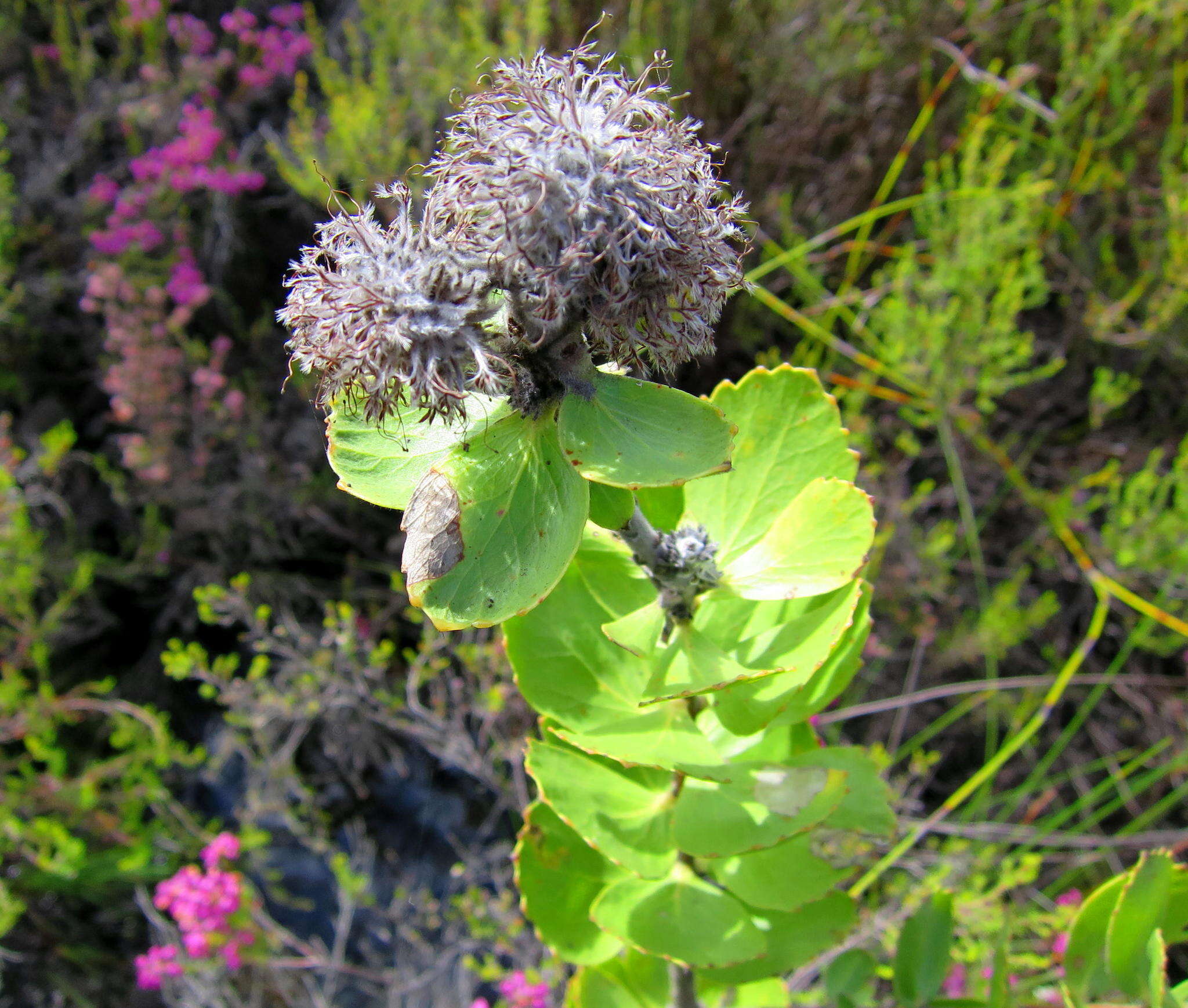 Plancia ëd Leucospermum winteri J. P. Rourke