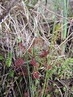 Image of Drosera madagascariensis DC.