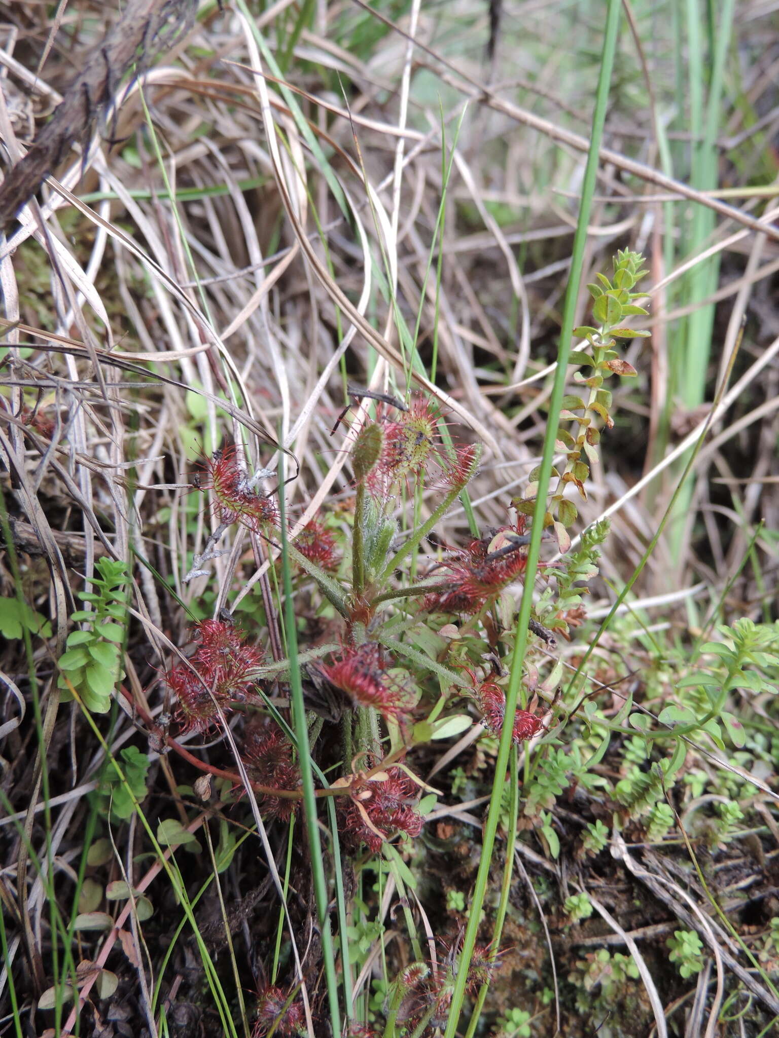 Image of Drosera madagascariensis DC.