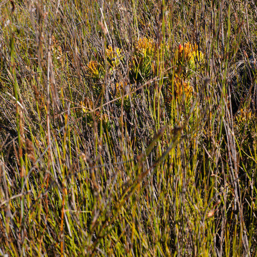 Image of Retzia capensis Thunb.