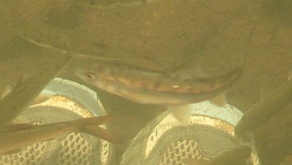 Image of Clanwilliam Yellowfish