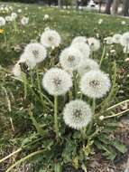 Image of Rock dandelion