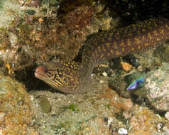 Image of Australian moray