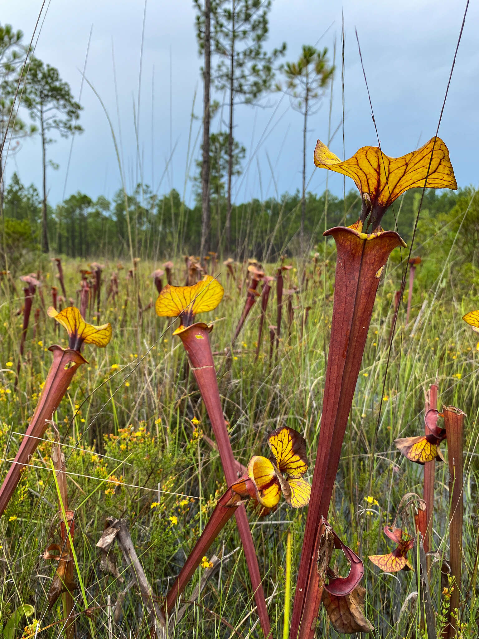 Image of <i>Sarracenia flava</i> var. <i>rubricorpora</i>