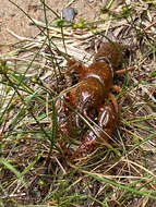 Image of Cambarus asperimanus Faxon 1914