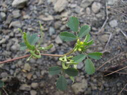 Medicago medicaginoides (Retz.) E. Small的圖片