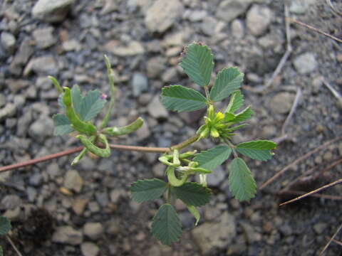 Plancia ëd Medicago medicaginoides (Retz.) E. Small