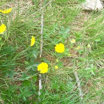 Image of Potentilla aurea L.