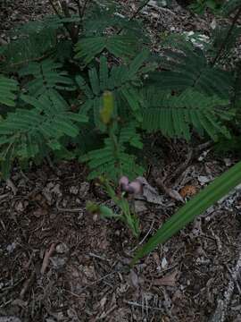 Image of Tigridia galanthoides Molseed