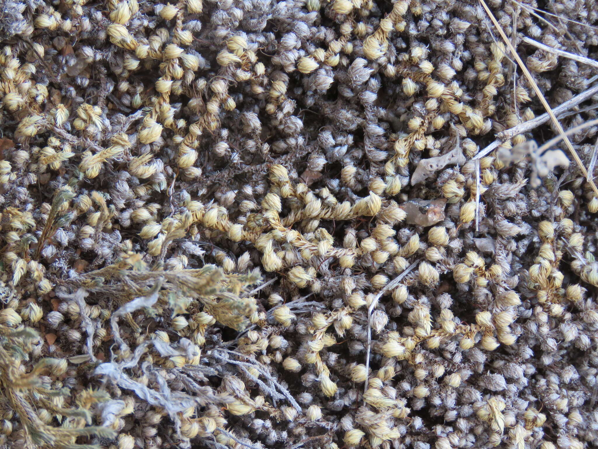 Selaginella peruviana (Milde) Hieron. resmi