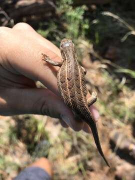 Image of Slevins’s Bunch Grass Lizard