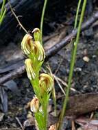 Pterostylis crebra的圖片