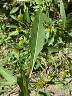 Image of purplestem beggarticks