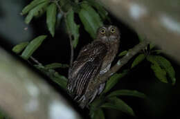 Image of Mindoro Hawk-Owl