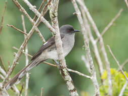 Image of Long-tailed Sibia