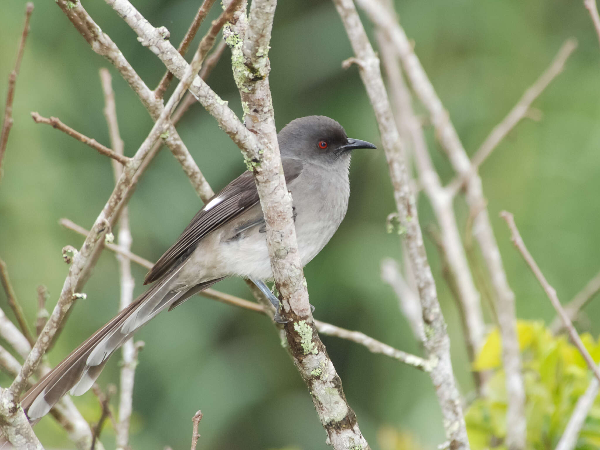 Image of Long-tailed Sibia