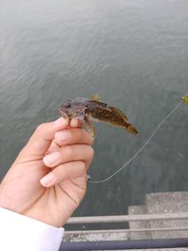 Image of Padded sculpin