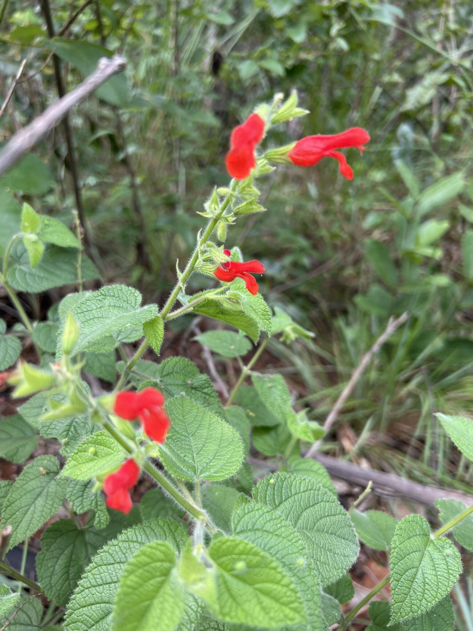 صورة Salvia grewiifolia S. Moore