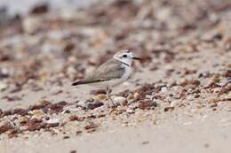 Charadrius dealbatus (Swinhoe 1870) resmi