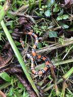 Image of False Coral Snake