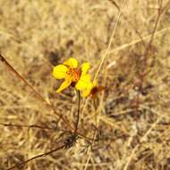 Imagem de Dyssodia tagetiflora Lag.