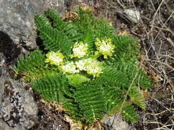 Imagem de Haplosciadium abyssinicum Hochst.