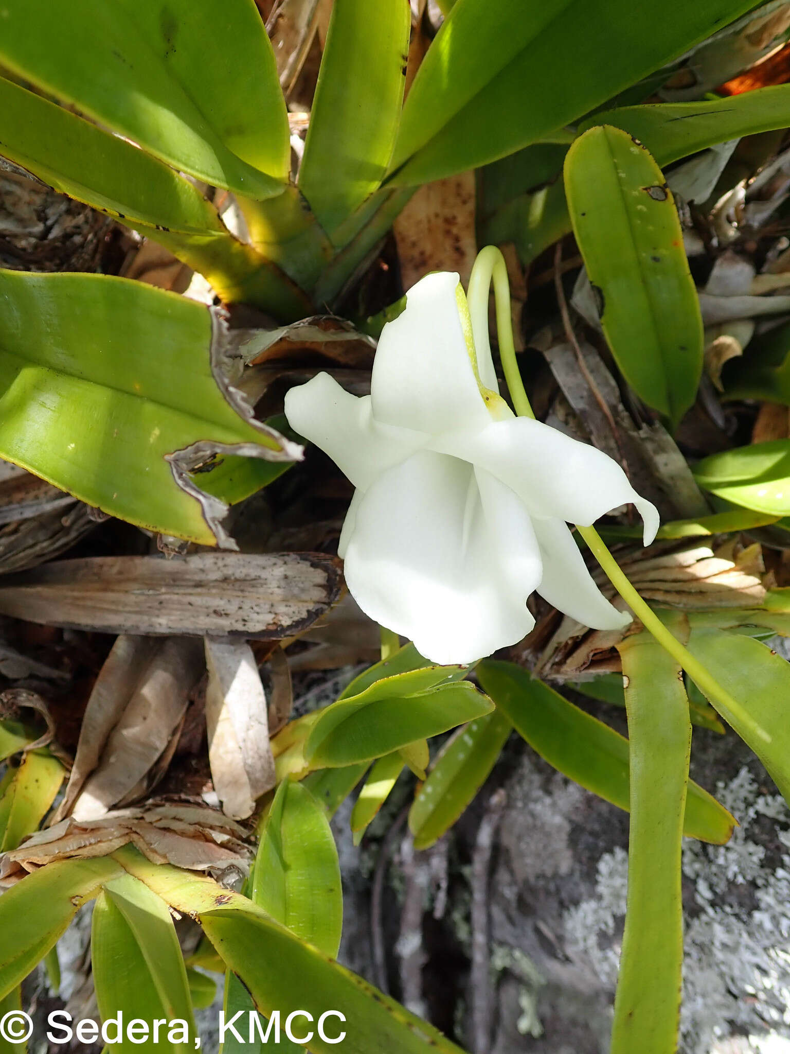 صورة Angraecum magdalenae Schltr. & H. Perrier