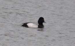 Image of Lesser Scaup