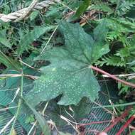 Image of Begonia austrotaiwanensis Y. K. Chen & C. I. Peng